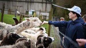 Boy feeding a lama on the farm tour