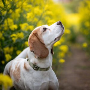 Dog portrait outdoors with flowers